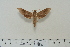  (Xylophanes porcus_spMex - BC-Hax4608)  @14 [ ] Copyright (2010) Unspecified Research Collection of Jean Haxaire
