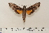  ( - BC-Hax4664)  @13 [ ] Copyright (2010) Unspecified Research Collection of Jean Haxaire