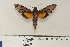  ( - BC-Hax4665)  @13 [ ] Copyright (2010) Unspecified Research Collection of Jean Haxaire