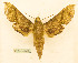  ( - BC-Hax5617)  @11 [ ] CC-by (2023) Jean Haxaire Research collection of Jean Haxaire
