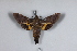  (Macroglossum sulai - BC-Hax4939)  @13 [ ] CreativeCommons - Attribution Non-Commercial (2011) J. J. Haxaire Museum National Histoire Naturelle Paris