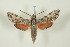  ( - BC-Hax4966)  @13 [ ] Copyright (2012) Jean Haxaire Research Collection of Jean Haxaire
