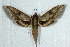  ( - BC-Hax5007)  @13 [ ] Copyright (2012) Jean Haxaire Research Collection of Jean Haxaire