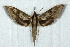  ( - BC-Hax5010)  @13 [ ] Copyright (2012) Jean Haxaire Research Collection of Jean Haxaire