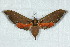  (Orecta comus - BC-Hax5021)  @14 [ ] Copyright (2012) Jean Haxaire Research Collection of Jean Haxaire