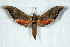  ( - BC-Hax5022)  @14 [ ] Copyright (2012) Jean Haxaire Research Collection of Jean Haxaire