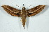  (Xylophanes katharinae - BC-Hax5040)  @14 [ ] Copyright (2012) Jean Haxaire Research Collection of Jean Haxaire
