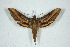 ( - BC-Hax5041)  @11 [ ] Copyright (2012) Jean Haxaire Research Collection of Jean Haxaire