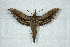  ( - BC-Hax5043)  @13 [ ] Copyright (2012) Jean Haxaire Research Collection of Jean Haxaire