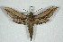  ( - BC-Hax5050)  @14 [ ] Copyright (2012) Jean Haxaire Research Collection of Jean Haxaire