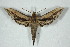  ( - BC-Hax5051)  @13 [ ] Copyright (2012) Jean Haxaire Research Collection of Jean Haxaire