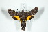  ( - BC-Hax5097)  @13 [ ] Copyright (2012) Jean Haxaire Research Collection of Jean Haxaire