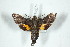  ( - BC-Hax5100)  @13 [ ] Copyright (2012) Jean Haxaire Research Collection of Jean Haxaire