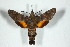  ( - BC-Hax5103)  @13 [ ] Copyright (2012) Jean Haxaire Research Collection of Jean Haxaire