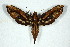  (Xylophanes crenulata - BC-Hax5160)  @15 [ ] Unspecified (default): All Rights Reserved  Unspecified Unspecified