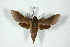  (Xylophanes mielkei - BC-Hax5192)  @11 [ ] Unspecified (default): All Rights Reserved  Unspecified Unspecified