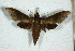  (Xylophanes soaresi - BC-Hax5200)  @11 [ ] Unspecified (default): All Rights Reserved  Unspecified Unspecified