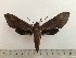  ( - BC-Hax5230)  @11 [ ] CreativeCommons - Attribution (2019) Rodolphe Rougerie Muséum national d'Histoire Naturelle, Paris