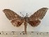  ( - BC-Hax5250)  @11 [ ] CreativeCommons - Attribution (2019) Rodolphe Rougerie Muséum national d'Histoire Naturelle, Paris