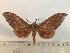  ( - BC-Hax5254)  @11 [ ] CreativeCommons - Attribution (2019) Rodolphe Rougerie Muséum national d'Histoire Naturelle, Paris
