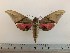  ( - BC-Hax5373)  @11 [ ] CreativeCommons - Attribution (2019) Rodolphe Rougerie Muséum national d'Histoire Naturelle, Paris