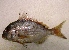  ( - PCAE8)  @13 [ ] CreativeCommons - Attribution (2013) Dr. Andrea Armani FishLab, Department of Veterinary Sciences, University of Pisa