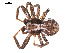  ( - CCDB-04289-H04)  @13 [ ] CreativeCommons - Attribution (2009) Gergin Blagoev, Centre for Biodiversity Genomics Centre for Biodiversity Genomics