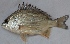  ( - CUMSF507.14)  @11 [ ] Copyright (2015) Mohammad Eusuf Hasan Institute of Marine Sciences, University of Chittagong