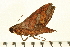  (Xylophanes fusimacula - 07-AT-00063)  @15 [ ] CreativeCommons - Attribution (2008) Unspecified Centre for Biodiversity Genomics