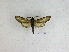  ( - BC-DZ 11.457)  @11 [ ] Copyright (2010) Unspecified Research Collection of Carlos Mielke