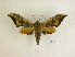  (Orecta tithonus - BC-DZ 11.643)  @13 [ ] Copyright (2010) Unspecified Research Collection of Carlos Mielke