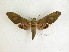  ( - BC-DZ 11.733)  @11 [ ] Copyright (2010) Unspecified Research Collection of Carlos Mielke