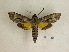  ( - BC-DZ 12.445)  @11 [ ] Copyright (2010) Unspecified Research Collection of Carlos Mielke