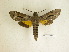  ( - BC-DZ 12.451)  @11 [ ] Copyright (2010) Unspecified Research Collection of Carlos Mielke