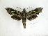  ( - BC-DZ 12.700)  @13 [ ] Copyright (2010) Unspecified Research Collection of Carlos Mielke