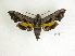  ( - BC-DZ 13.351)  @13 [ ] Copyright (2010) Unspecified Research Collection of Carlos Mielke