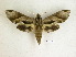  ( - BC-DZ 13.916)  @14 [ ] Copyright (2010) Unspecified Research Collection of Carlos Mielke