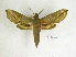  ( - BC-DZ 14.083)  @13 [ ] Copyright (2010) Unspecified Research Collection of Carlos Mielke