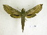  ( - BC-DZ 14.093)  @13 [ ] Copyright (2010) Unspecified Research Collection of Carlos Mielke