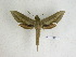  ( - BC-DZ 14.675)  @14 [ ] Copyright (2010) Unspecified Research Collection of Carlos Mielke