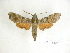  ( - BC-DZ 15.172)  @13 [ ] Copyright (2010) Unspecified Research Collection of Carlos Mielke