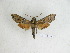  ( - BC-DZ 15.178)  @13 [ ] Copyright (2010) Unspecified Research Collection of Carlos Mielke