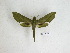  ( - BC-DZ 15.208)  @13 [ ] Copyright (2010) Unspecified Research Collection of Carlos Mielke