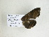  ( - BC-DZ 16.440)  @11 [ ] Copyright (2010) Unspecified Research Collection of Carlos Mielke