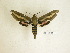  ( - BC-DZ 16.461)  @13 [ ] Copyright (2010) Unspecified Research Collection of Carlos Mielke