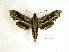  ( - BC-DZ 16.517)  @13 [ ] Copyright (2010) Unspecified Research Collection of Carlos Mielke