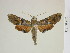  ( - BC-DZ-9.933)  @13 [ ] Copyright (2010) Unspecified Research Collection of Carlos Mielke