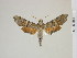  ( - BC-DZ-9.941)  @13 [ ] Copyright (2010) Unspecified Research Collection of Carlos Mielke