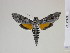  ( - BC-DZ-9.999)  @14 [ ] Copyright (2010) Unspecified Research Collection of Carlos Mielke