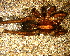  ( - LNP 04182)  @13 [ ] CreativeCommons - Attribution Non-Commercial Share-Alike (2013) Luis N. Piacentini Museo Argentino de Ciencias Naturales
